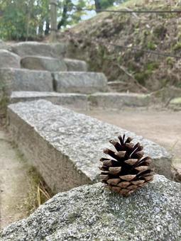 風景_166 散歩,松ぼっくり,秋の写真素材
