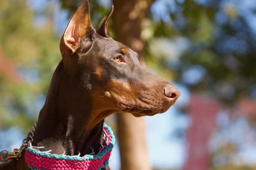 ドーベルマンのポートレート 犬,ドーベルマン,大型犬の写真素材
