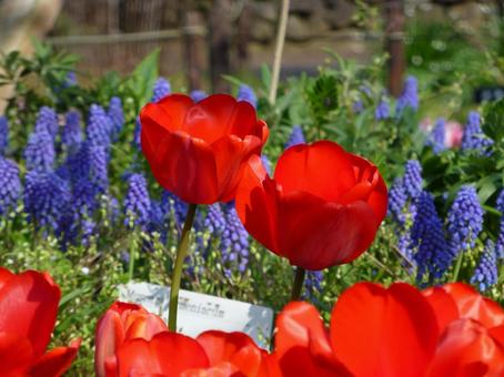 Vibrant tulip fields in the park, JPG Vibrant tulip fields in the park, JPG
