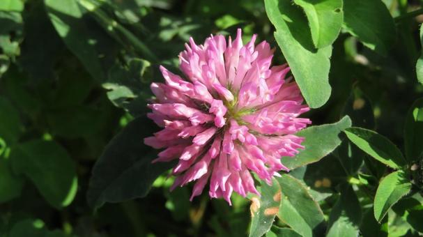 クローバーの花（シロツメクサ） クローバー,シロツメクサ,四葉のクローバーの写真素材