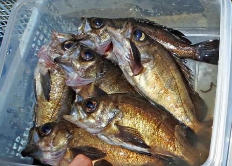 メバル 瀬戸内海の魚2 メバル 瀬戸内海の魚2の写真