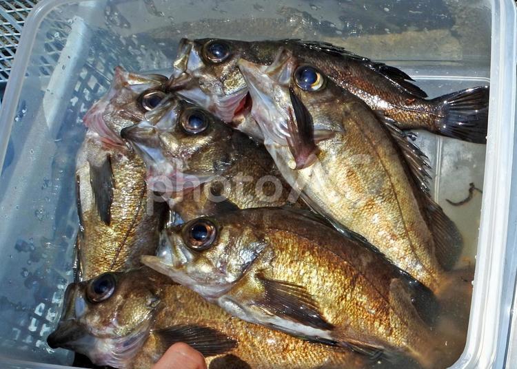 メバル　瀬戸内海の魚2 メバル,鮴,眼張の写真素材