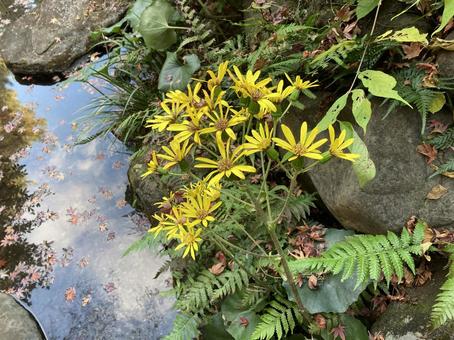 ツワブキ ツワブキ マルバダケブキ,花,黄色の写真素材