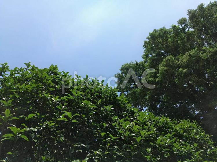 青葉と青空の対比　素材 青葉,葉,新緑の写真素材