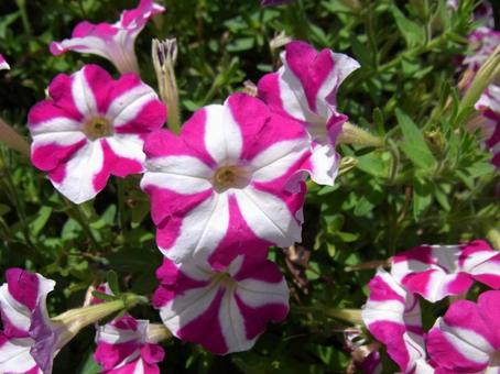 植物園の花壇に咲く２色のペチュニア ペチュニア,花,植物の写真素材