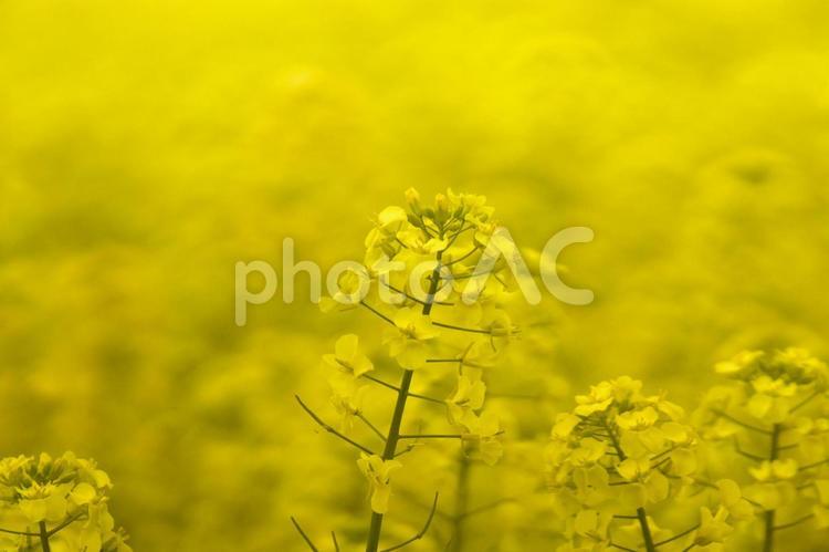 黄色く染まった北国の絶景 菜の花畑,旅行,夏の写真素材