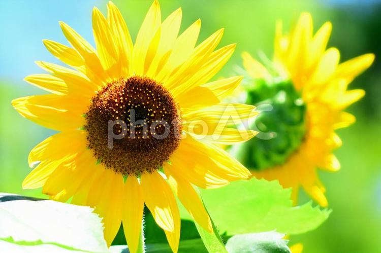 ヒマワリ　ひまわり　向日葵 ヒマワリ,向日葵,花の写真素材