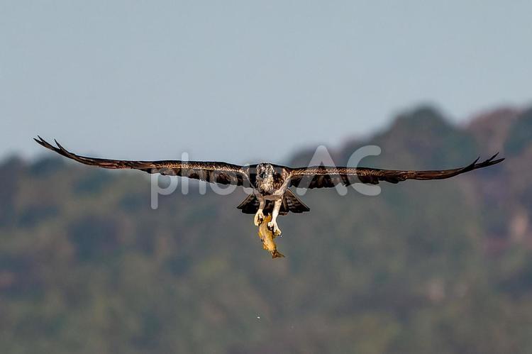 獲物と捕らえたミサゴ ミサゴ,鶚,野鳥の写真素材