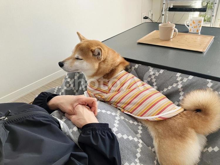 こたつでくつろぐ柴犬 柴犬,愛犬,日本犬の写真素材