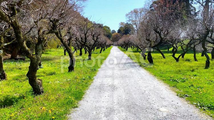 春の北近江・湖北 桜の季節の「国宝・彦根城」シーズン終了後の梅林 国宝,彦根城,春の写真素材