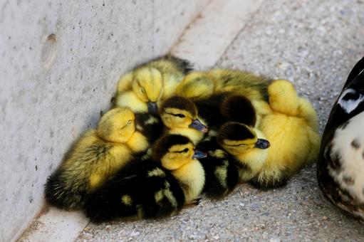 バリケン(ヒナ) バリケン(ヒナ) バリケン,鳥,生き物の写真素材