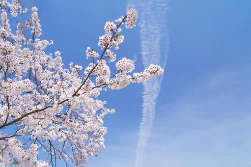 桜と空 桜,空,スペースの写真素材