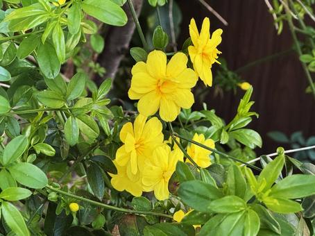 黄色い花 黄色い花 黄色い花,花,黄色の写真素材