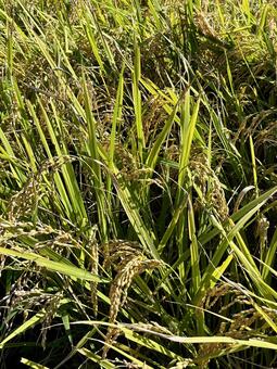 キヌヒカリの稲穂 稲穂,キヌヒカリ,キヌヒカリの稲穂の写真素材