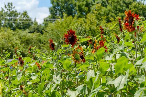 夏の日差しに映える赤いひまわり ひまわり,赤,花の写真素材