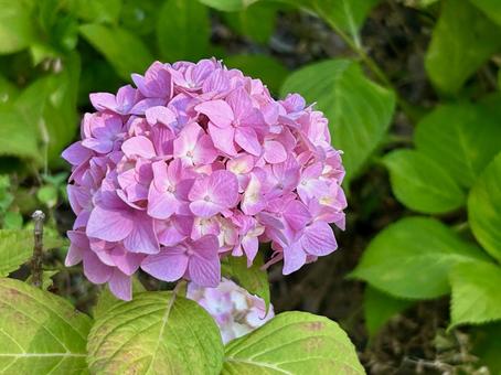 ピンク色のアジサイ(ハイドランジア) ピンク色のアジサイ(ハイドランジア) あじさい,アジサイ,紫陽花の写真素材