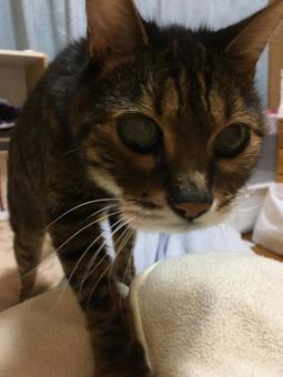 ベンガル猫の写真