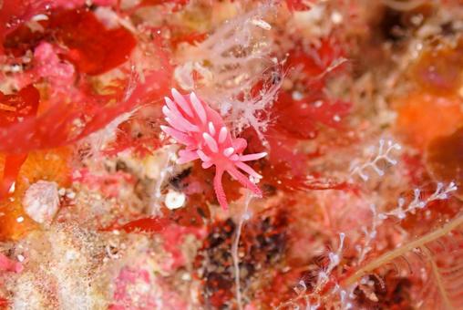 Photo, scuba diving, diving, nuushi, 
