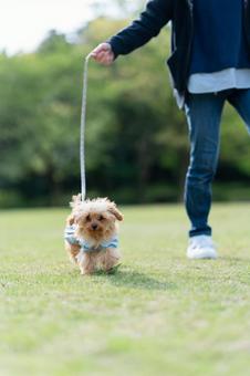 春の公園で散歩するトイプードルのパピー 春の公園で散歩するトイプードルのパピーの写真