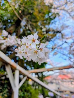 Beautiful cherry blossoms, JPG