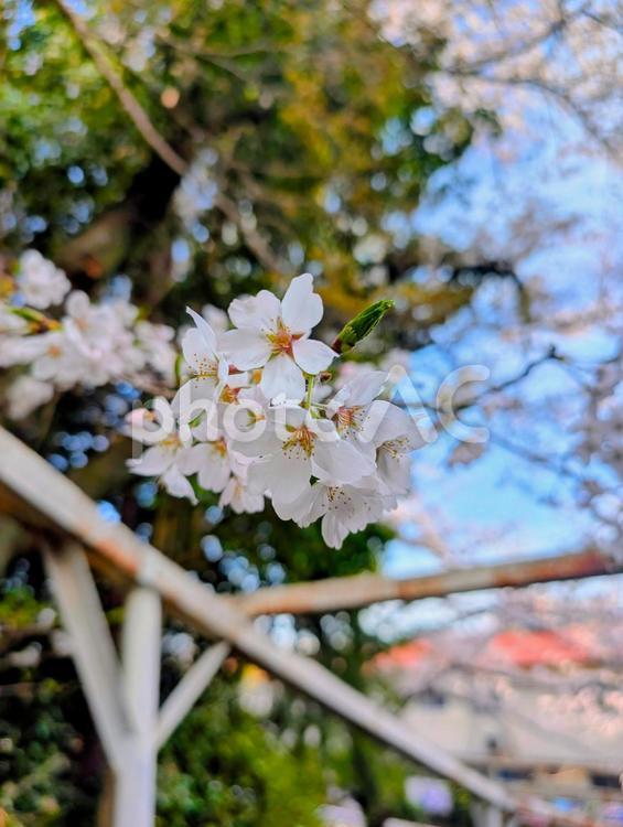 美しい桜の花 サクラ,春,ピンクの写真素材