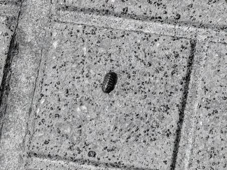 オカダンゴムシのメス オカダンゴムシのメス オカダンゴムシ,ダンゴムシ,メスの写真素材