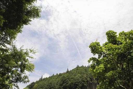 木々から見上げる飛行機雲 木々から見上げる飛行機雲 入道雲,晴れ間,自然の写真素材
