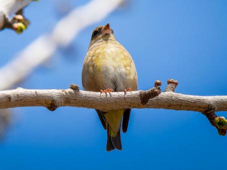枝にとまるカワラヒワ 枝にとまるカワラヒワ カワラヒワ,野鳥,鳥の写真素材