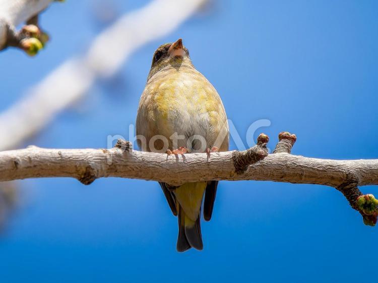 枝にとまるカワラヒワ カワラヒワ,野鳥,鳥の写真素材