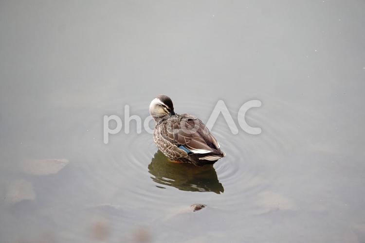 毛繕いするマガモ マガモ,池,鳥の写真素材