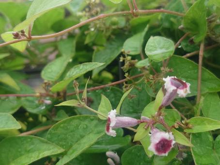 雨上がりヘクソカズラ(右下花3つ) 雨上がりヘクソカズラ(右下花3つ)の写真