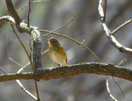 枝に留まるルリビタキのメス 枝に留まるルリビタキのメス ルリビタキ,瑠璃鶲,野鳥の写真素材