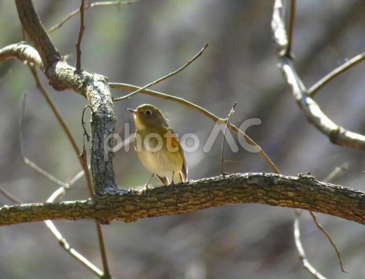 枝に留まるルリビタキのメス ルリビタキ,瑠璃鶲,野鳥の写真素材