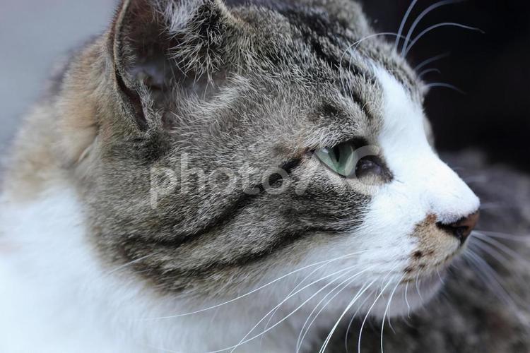 野良猫の横顔 猫,野良猫,横顔の写真素材