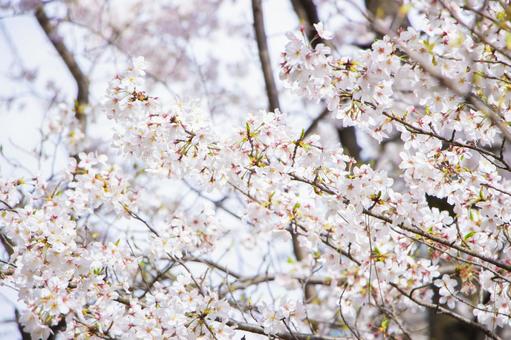 さくら10 さくら10の写真