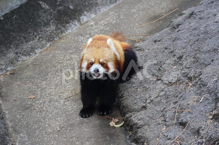 こちらを見るレッサーパンダのいる動物園 レッサーパンダ,動物園,かわいいの写真素材