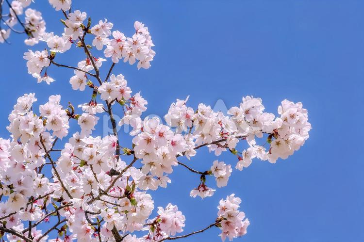 桜の開花イメージ 桜,満開,桃色の写真素材