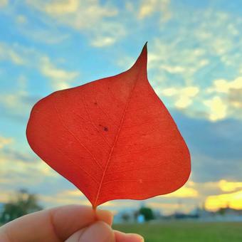 落ち葉あそび(あか) 落ち葉あそび(あか)の写真