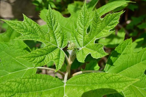 カシワバアジサイの蕾の写真