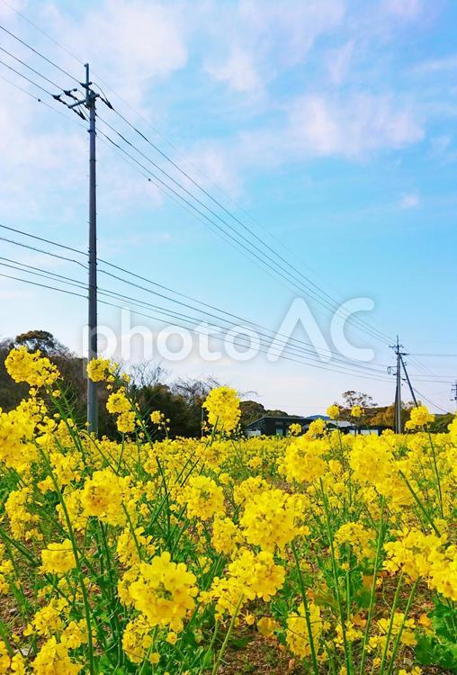 青空と菜の花畑 風景,花,自然の写真素材