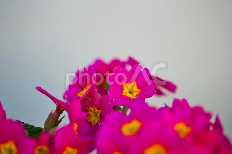 ピンクの花のクローズアップ 花,植物,花びらの写真素材