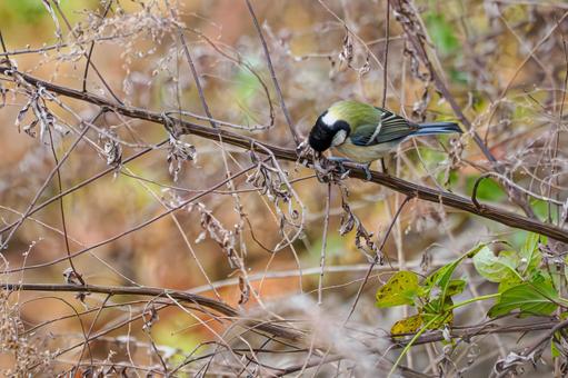 シジュウカラ(150) 野鳥,鳥,シジュウカラの写真素材