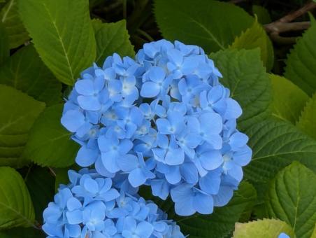 Hydrangea, JPG Hydrangea, JPG