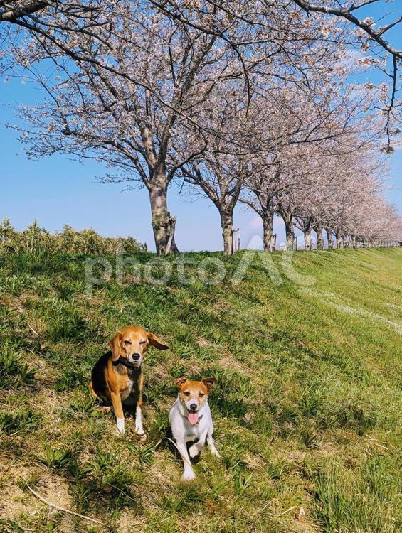 桜とビーグルとジャック ジャックラッセルテリア,ビーグル,小型犬の写真素材