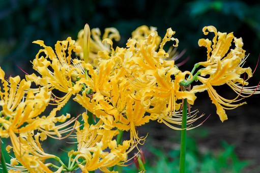 リコリス⑻ リコリス⑻ 花,リコリス,ヒガンバナの写真素材