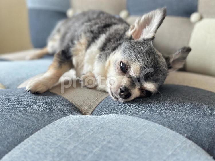 ソファーで寝転ぶチワワ チワワ,犬,わんちゃんの写真素材