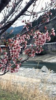 山桜 山桜,遅咲き,桜の写真素材