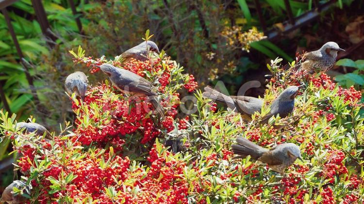 モチノキの赤い実に群がるヒヨドリ ヒヨドリ,小鳥,野鳥の写真素材