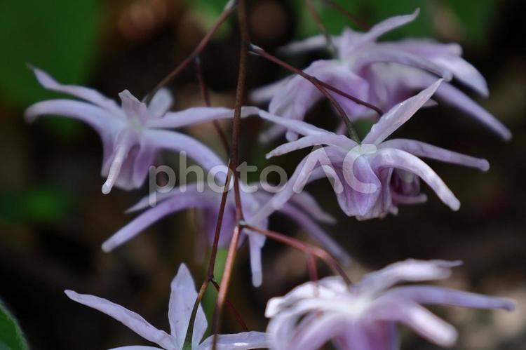 船の錨に似た花 イカリソウ(錨草,碇草),花の写真素材