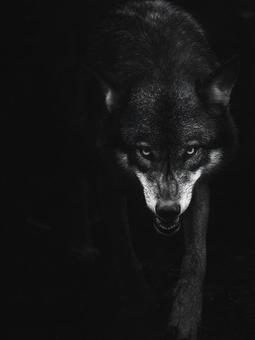 神秘的な存在感のオオカミ 神秘的な存在感のオオカミの写真
